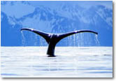 Denali and Interior - Denali-Prince William Sound Explorer