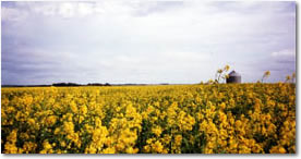 Prairies & Northern Manitoba