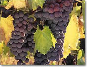 Yakima Valley Winery Tour
