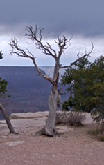 The Grand Canyon Railway